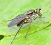 Rhaphium sp.